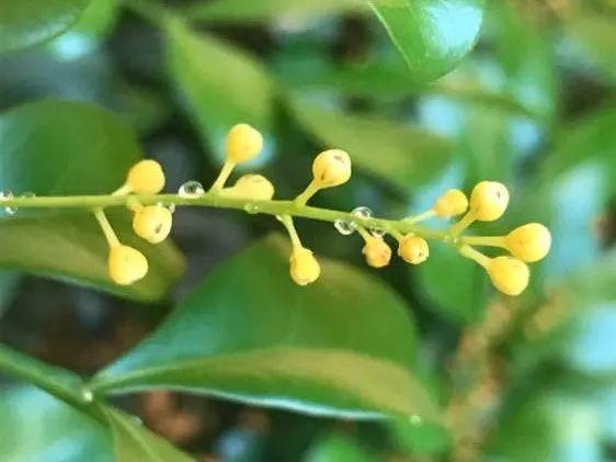 花叶子噗噗冒水珠,恭喜你,把花养灵了!