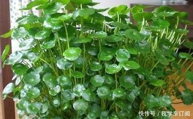 这“三种花”遇水疯长,一天不补水,丑到没朋友,大户人家最爱养!