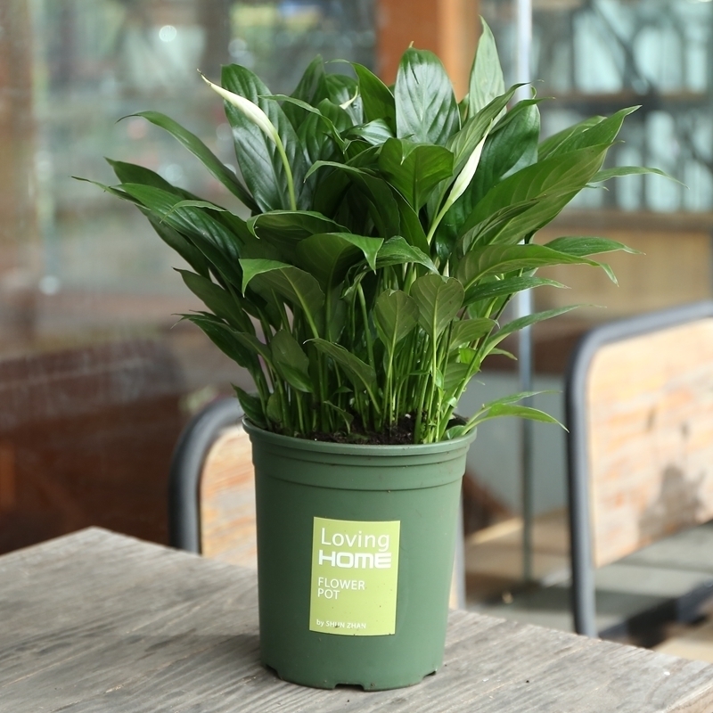 鲜艳|比香水还香的几种盆栽,给点水就能活,但养的人却没几个