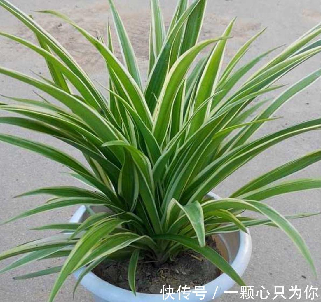 养花试试这几款,一个比一个漂亮,颜值高,好打理