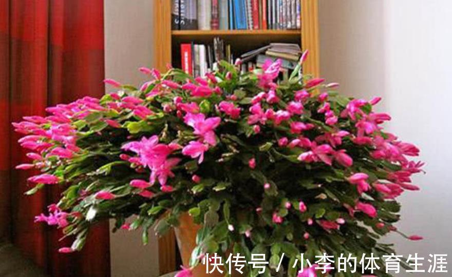 12月养蟹爪兰,做好“2少2多”,花量大开花艳,轻松爆盆