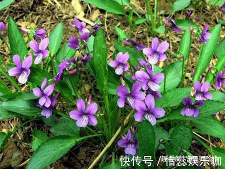 野菜|若你在野外有幸遇见它们,请好好珍惜,药用价值极高,可遇不可求