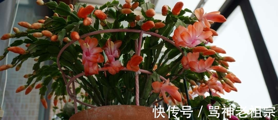 爆盆|两种“促花水”,给三角梅、蟹爪兰用一勺,开花爆盆,又美又仙