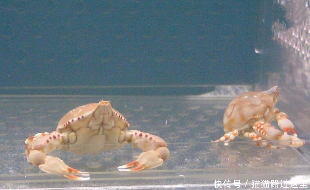并非|因为长得太美,这种螃蟹让人不忍下嘴,怎奈还是沦为食材