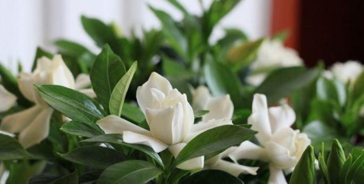 夏天|5种花现在养刚刚好,夏天开花很漂亮,一年开花不断