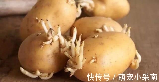 长芽的土豆还能不能吃？原来多年一直误解了，越早让家人知道越好