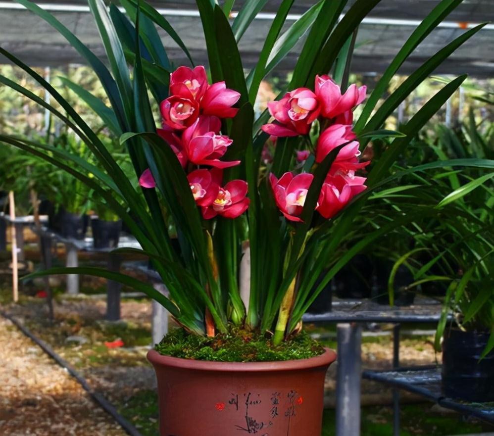 年宵花买大将军，花大色艳，平常打理简单，价位很亲民