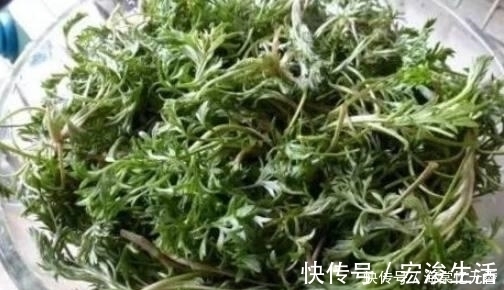 明星|在不吃它就太亏了, 它既是“野菜之王”又是抗癌明星, 要多吃!