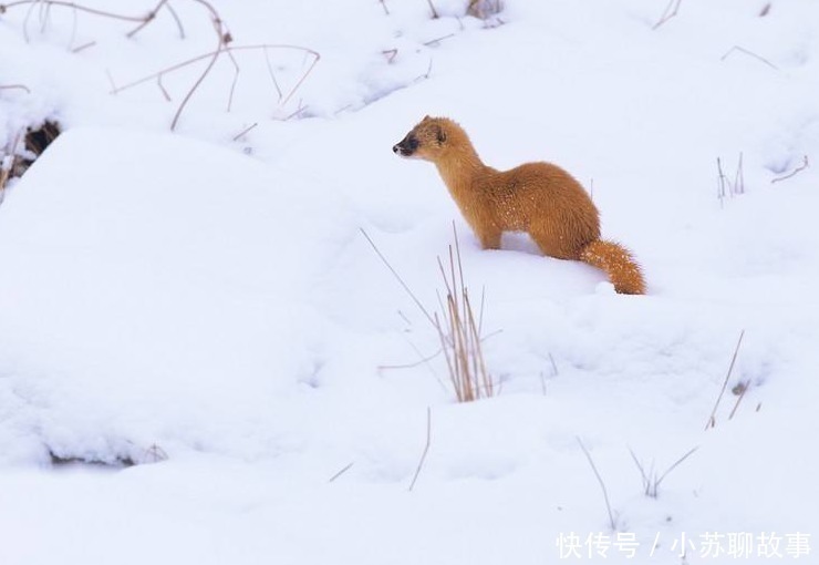 家禽$老祖宗总说黄鼠狼不能杀,科学研究表明,还真不能杀