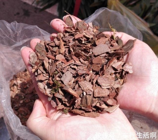 盆底|养君子兰,盆底放1把“它”,叶绿开花大,比花肥好10多倍!