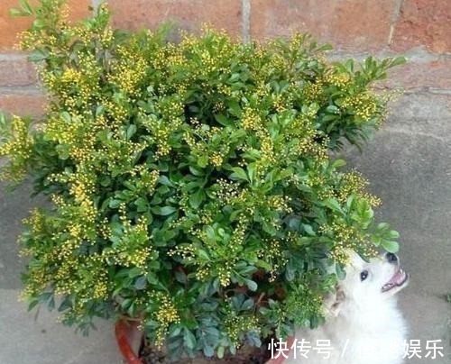 管理|4种漂亮花,一样的喜好,同时管理不要偏心,开出小花园!