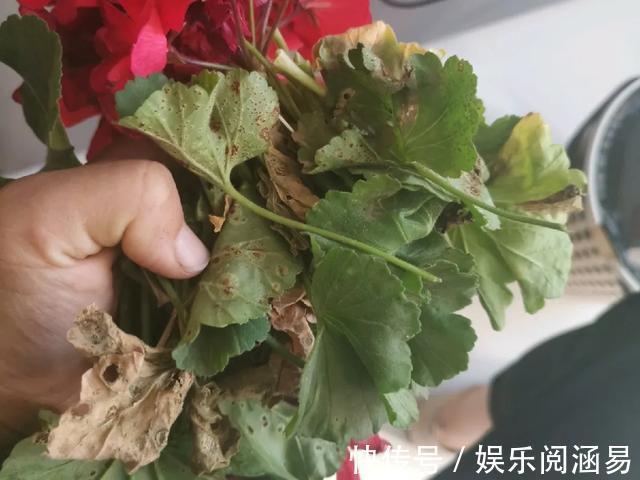 10种不能淋雨的花,淋完雨就死,盆栽养花注意事项