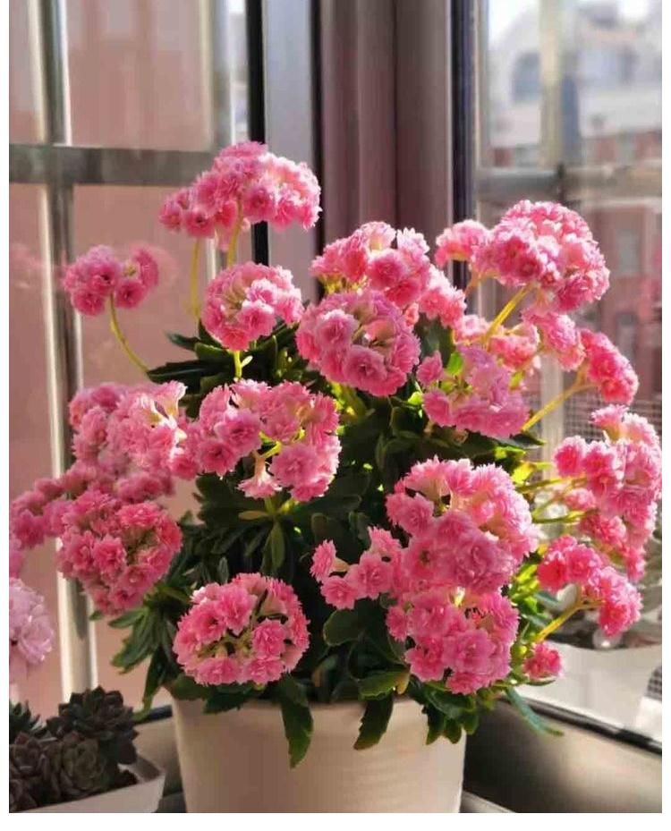 阳台上|冬季养长寿花,记住2点,叶肥厚油绿、花苞多花色美、灿烂盛开