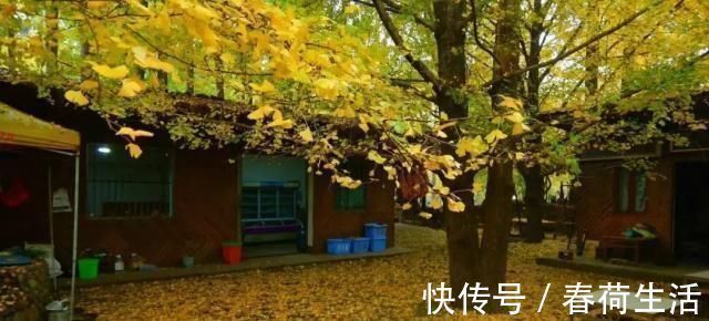 种树|院子里别乱种树,海棠“富贵满堂”,桂花“出贵子”,旺运添福