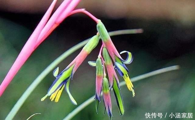  颜值|它是凤梨科中最好看的花，颜值高花量丰富，名叫垂花水塔花