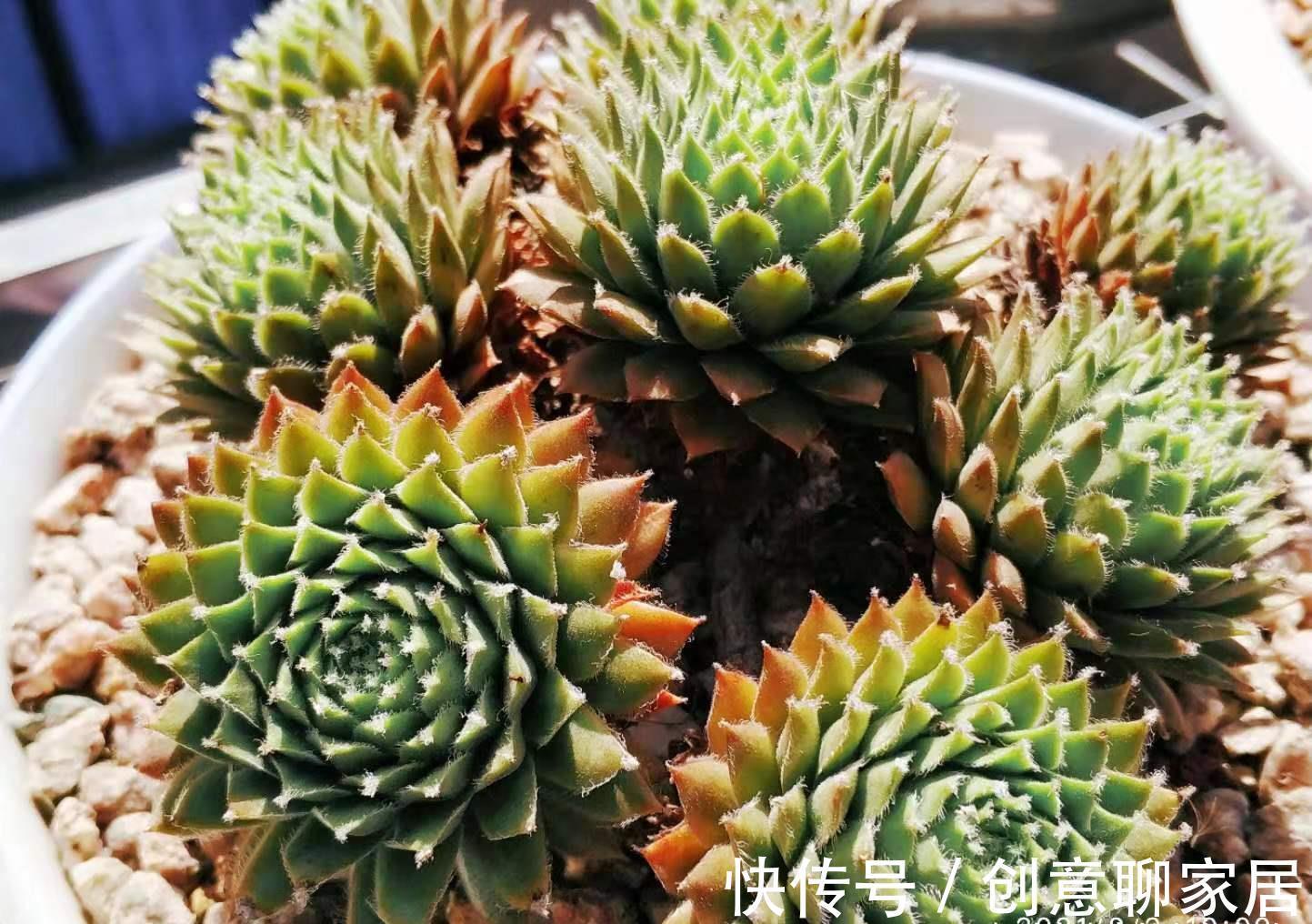 主头|多肉观音莲分不分公母?我养的观音莲一直不爆崽,很怀疑它的性别