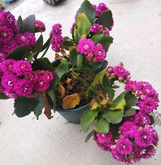 叶片肥嘟嘟,开花大又艳,自己扦插长寿花,一棵开花99朵