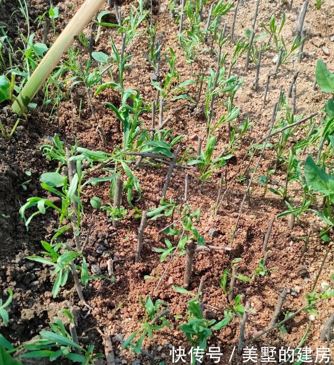 这一种盆栽,很容易“扦插成活”,株型优美,果子漂亮能吃