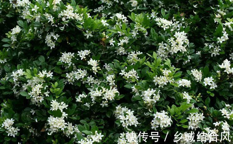 九里香花香浓郁，有花友说不适合在室内养，是真的吗