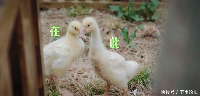 五十公里桃花坞|大型社死综艺《五十公里桃花坞》:宋丹丹试图撮合李雪琴郭麒麟?