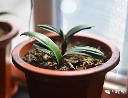 君子兰怎么养：君子兰锈斑病怎么处理，施肥涂药换盆土