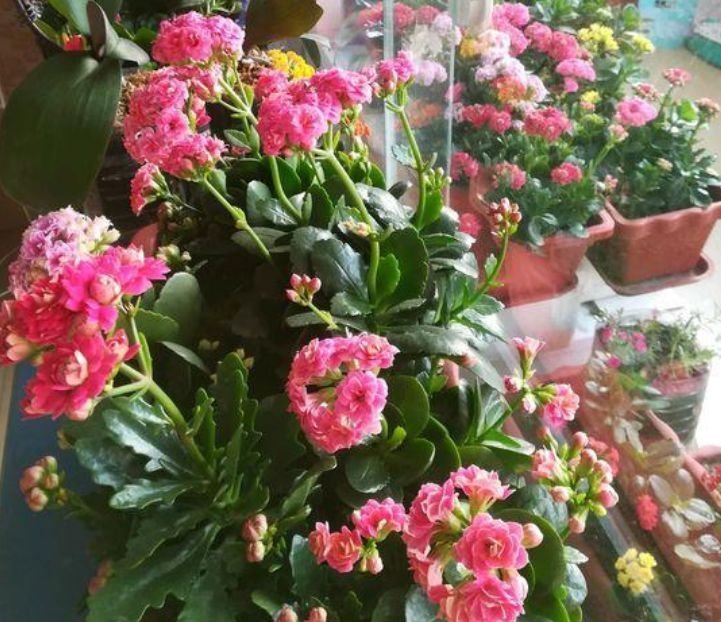 家里养此款花卉,开花特别漂亮,娇艳动人,花色繁多