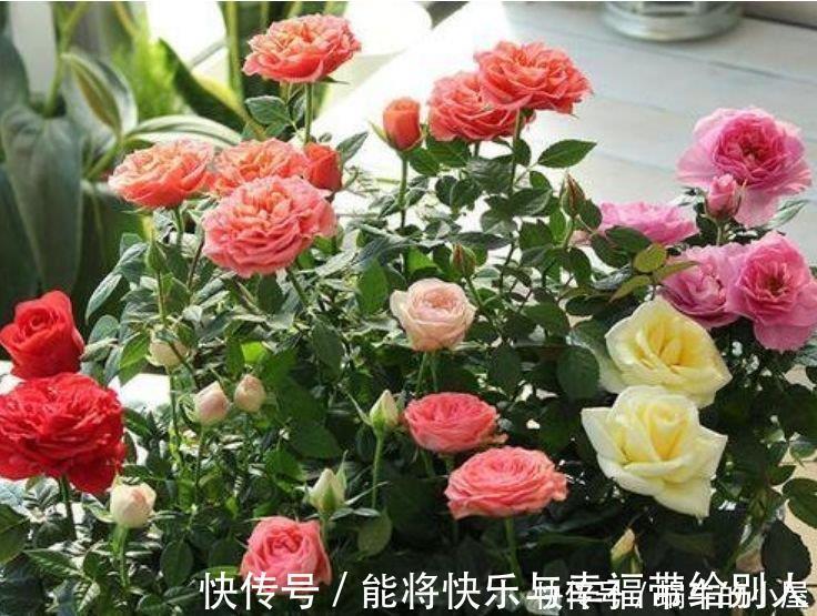 大岩桐|4种花养家里，多姿多彩、美轮美奂，从年头“香”到年尾