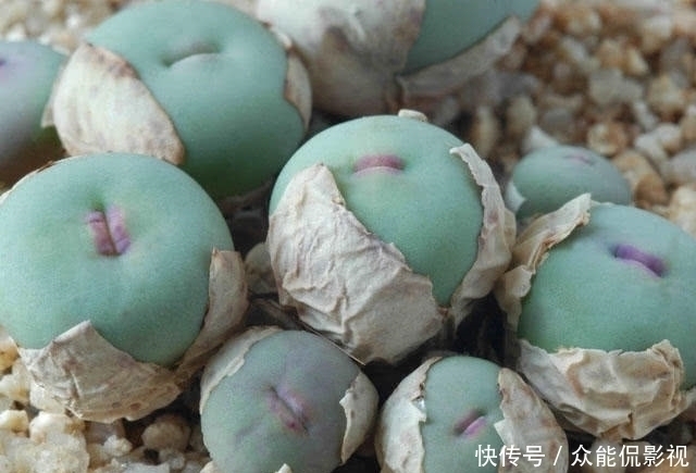 品种|多肉植物界“最爱美”的一个品种！一张小红嘴真是可爱