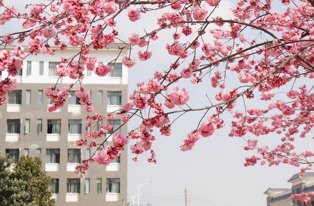 云赏花！一大波高校春景来袭，来看看你的学校→