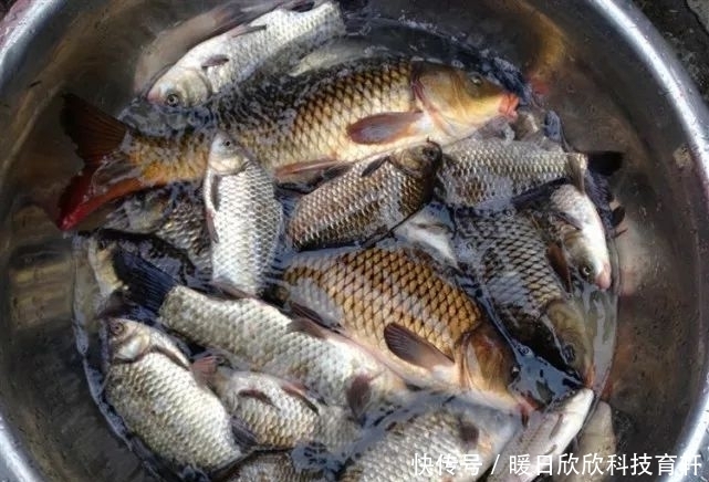 药酒|民间流传的独特钓法:一颗麦子钓一条大鱼