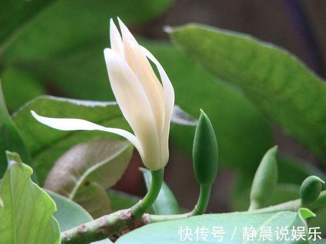 院子|入秋了，此花要种一棵，见土就活，种在院子中，满院都飘香！
