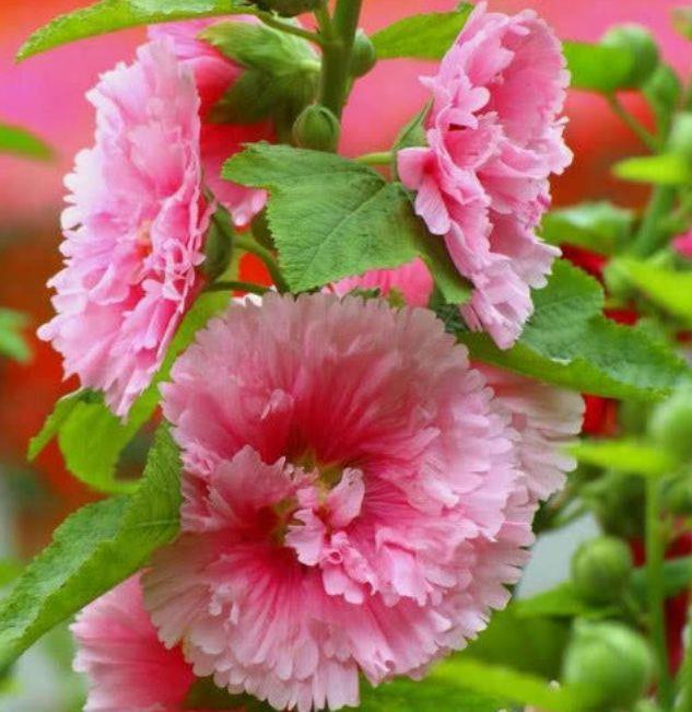 几款花卉，便宜又好养，颜值超高，寓意好