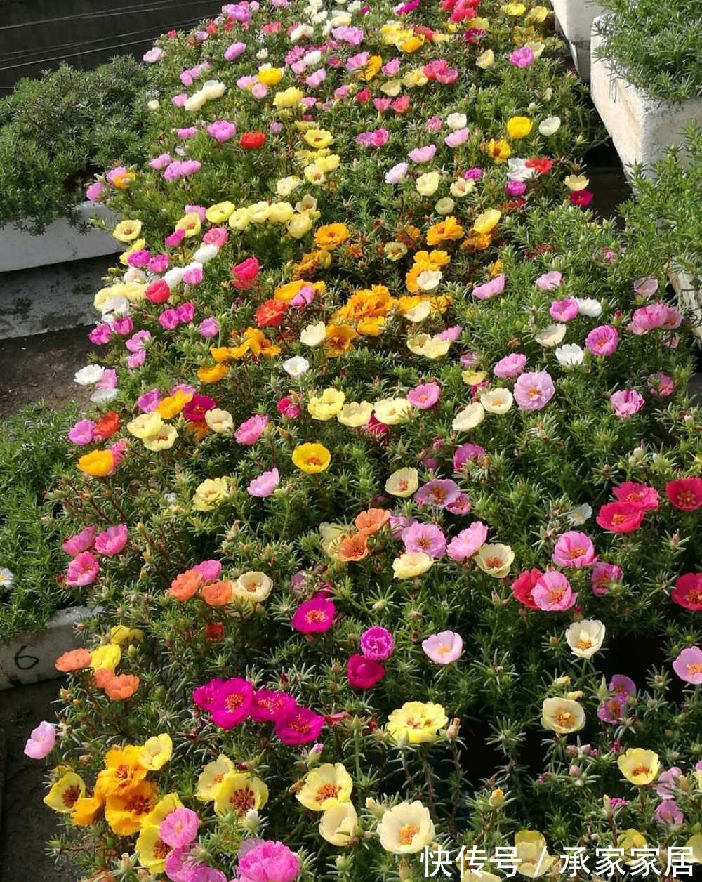 太阳花|8月中旬,养花首选这5种,爱开花不说,关键是好养