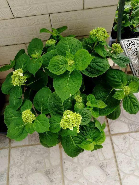 长寿月季花后赶紧剪一刀,剪完就开花,一直剪一直开!