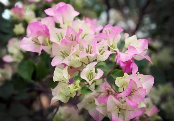 养好三角梅,学会这4招,1年四季开花不断,爆成花球,比绿萝好养