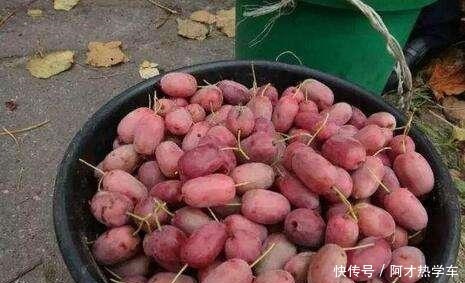 院子里不要在养花,栽种2株此果树,结果美味可口,好样易成活