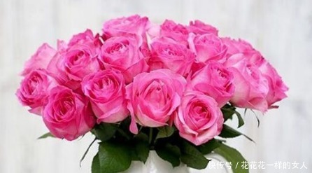 养花|新手养花,不如养盆花中精品“糖果雪山”,花开清新淡雅