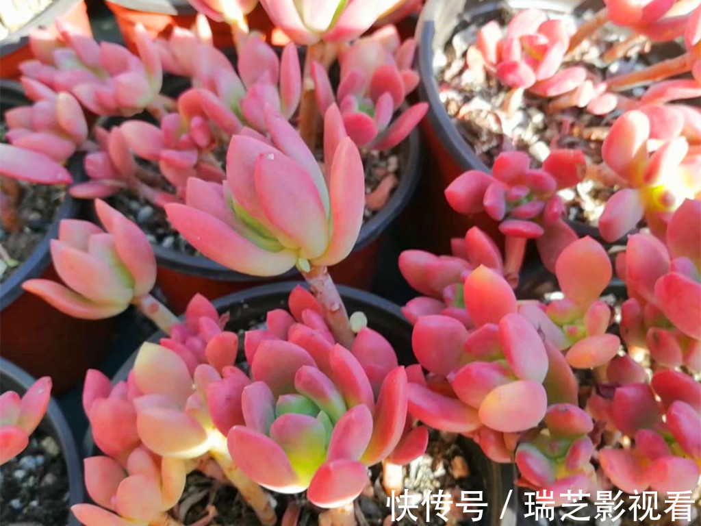 阳台上|阳台党养花别跟风,图片是别人家的,适合自己的才省心省力