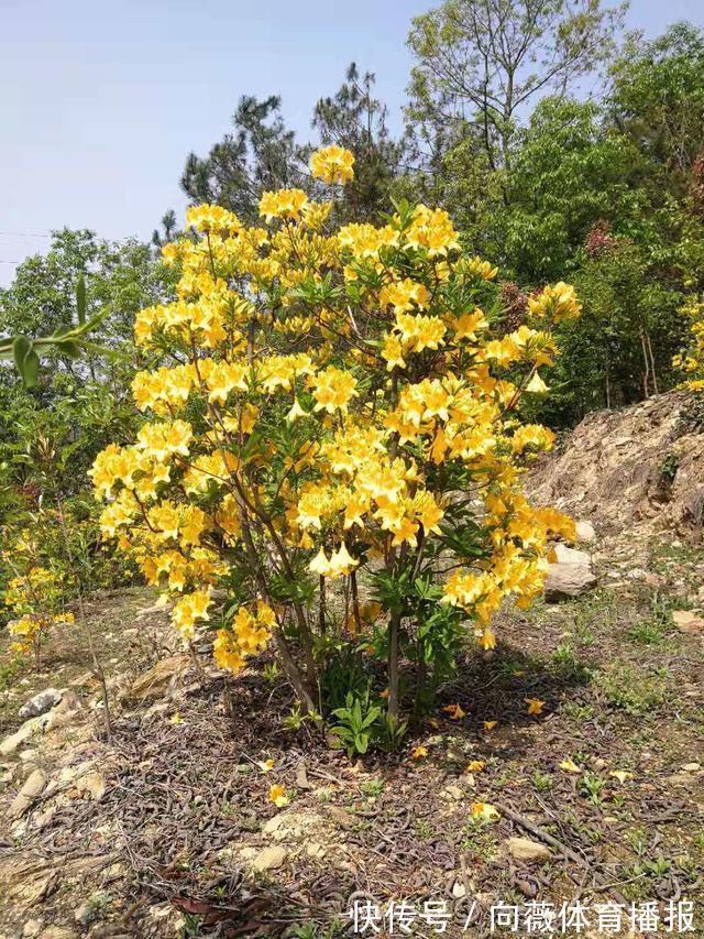 十种“大毒花”,家里经常养,越漂亮毒性越大,避开为好