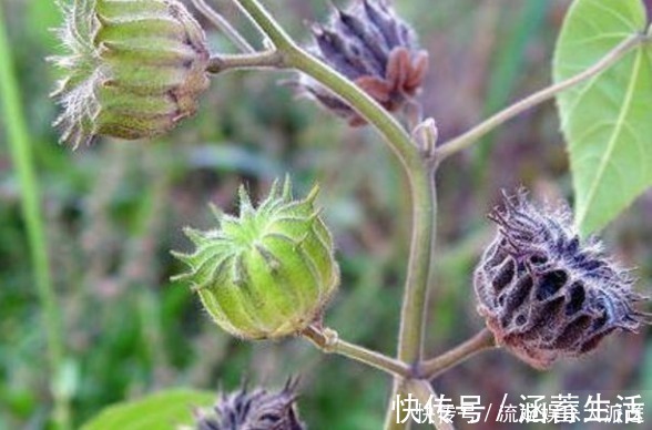 农民朋友|农村“茅厕边”的野果子,浑身都是宝,营养丰富,农村娃肯定见过