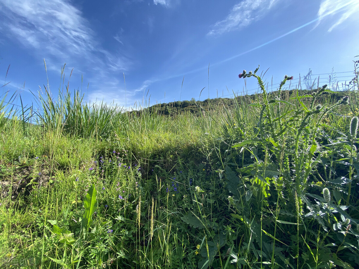 上线|春暖花开时，不仅要看青松岭美景，还要吃兴隆山沟沟民宿特色美食