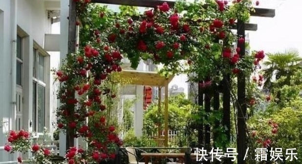 修剪|喜欢养花,先戒掉7个坏习惯,不然啥花也养不好,你占了几个