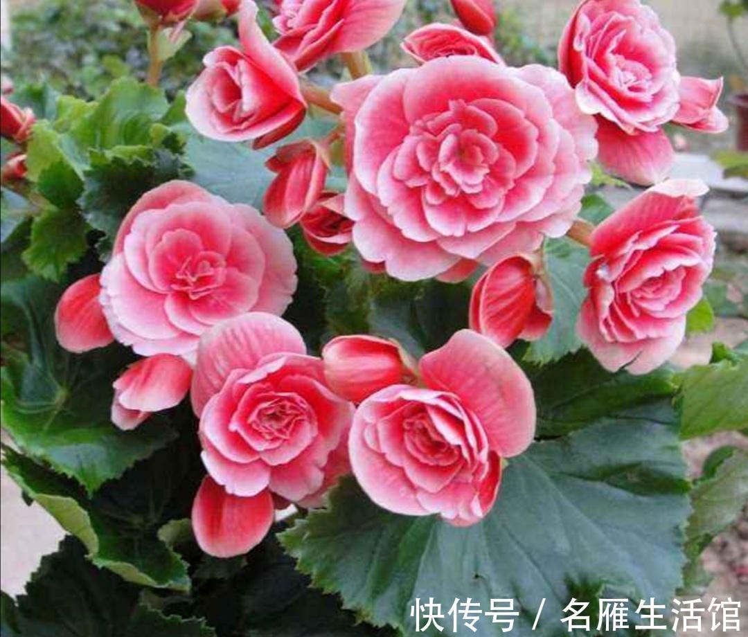 5种花“漂亮花”，十月大降价，便宜也别买，白白浪费钱