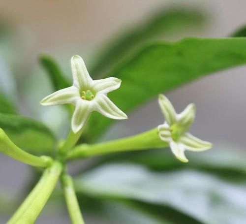  花草|家里常见的7种有毒花草，养护需小心，摆放有讲究