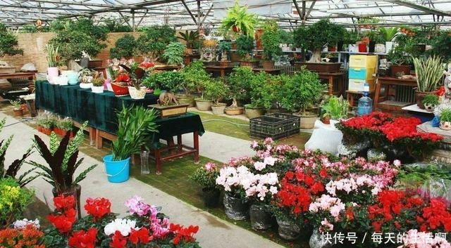 养花最忌讳的3种行为,每一个都会植物产生伤害!