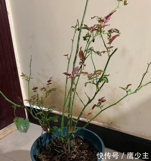 月季光杆后如何才能快速恢复生长,分清情况是关键