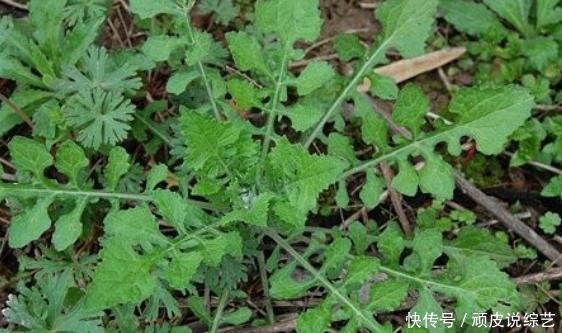 三高|农村3大野菜,个个都是食疗宝贝,止咳祛痰保肝解毒,降三高