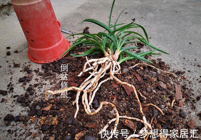 兰友|秋天养兰花最怕什么?犯了这3条禁忌,兰花就很难越冬