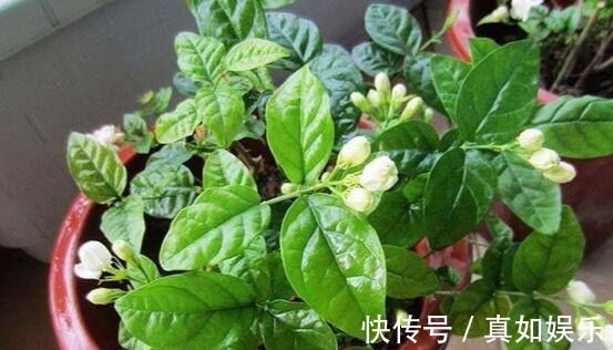 两个种植小秘诀,让您家里养茉莉花, 叶子油绿发光,花儿开满枝