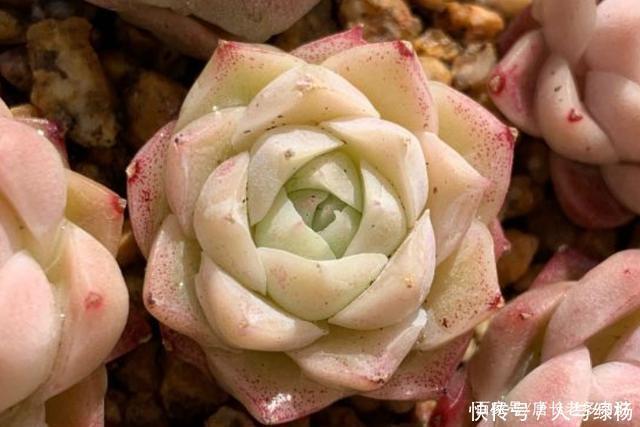 玫瑰女王和女王玫瑰两种多肉虽只是名称颠倒,但形态却有天壤之别